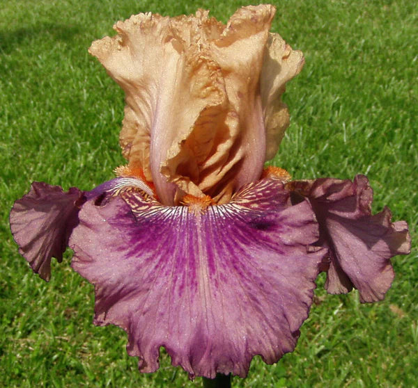 Double Exposure Reblooming Bearded Iris Seeds